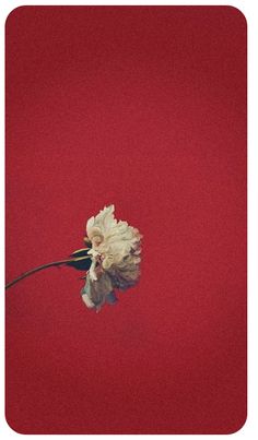 a single white flower on a red background