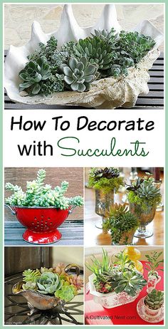 how to decorate with succulents