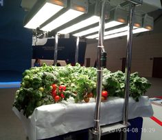 a bunch of lettuce and tomatoes on a table in a room with lights