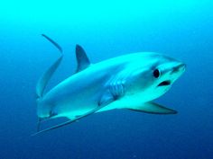 a large white shark swimming in the ocean