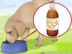 a dog drinking water out of a blue bowl with the word acv on it