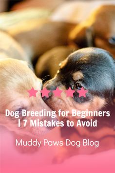 two dogs laying next to each other with the words dog breeding for beginners 17 mistakes to avoid