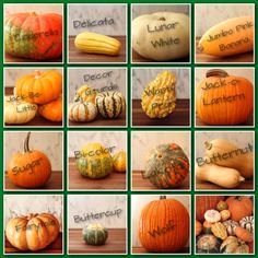 a collage of pumpkins with words written on them and pictures of different types of pumpkins