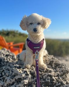 a small white dog sitting on top of a pile of rocks wearing a purple leash