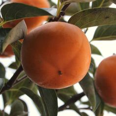 an orange is hanging from a tree with leaves and fruit on it's branches