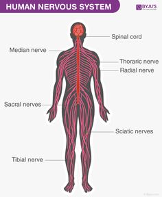 the human nervous system is shown with labels on its main body and their major functions