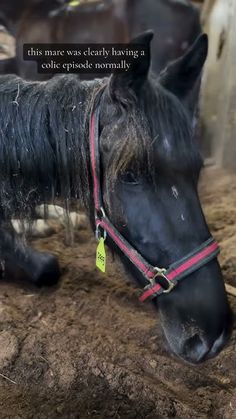 a black horse with a yellow tag on it's ear