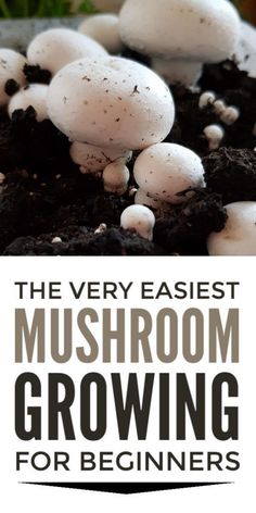 the very easyest mushroom growing guide for beginners is here to help you learn how to grow mushrooms