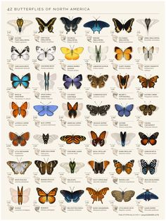 the butterflies of north america are shown in this poster, which shows their different colors and sizes