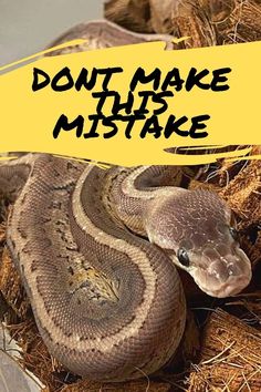 Don't make this mistake with your ball python Snake Habitat Ideas Ball Python, Natural Ball Python Enclosure, Ball Python Enclosure Ideas Diy, Hall Python Enclosure, Snake Cage Ideas Ball Python, Ball Python Bioactive Enclosure, Ball Python Terrarium Ideas