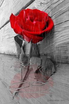 a single red rose sitting on top of a wooden floor in the rain with water droplets