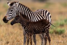 a baby zebra standing next to it's mother in a dry grass covered field