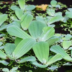 green leaves floating on top of water in a pond