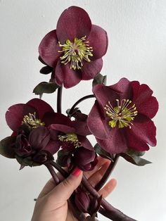 a hand holding a bunch of flowers with purple petals and green leaves in it's center