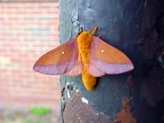 a moth that is sitting on the side of a tree