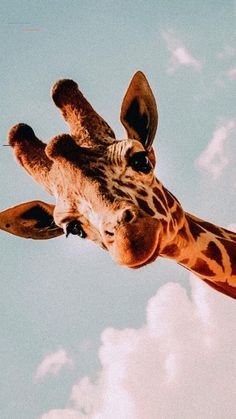 a giraffe looking up at the sky with clouds in the backgroud