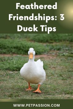 Feathered Friendships: 3 Duck Tips Duck Feather, Raising Ducks, Trust Yourself, Pet Care, Like You