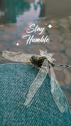 a dragonfly sitting on the back of a blue chair with words stay humble above it