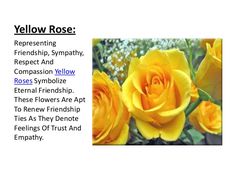 yellow roses with the words, yellow rose representing replenishment, sympathy, respect and companion