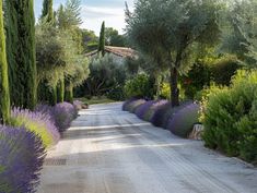 a dirt road surrounded by lots of trees and flowers on either side of it is a row of lavender bushes