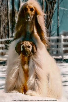 two long haired dogs playing in the snow