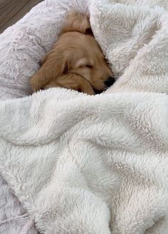 a brown dog sleeping in a white blanket