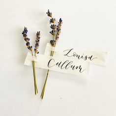 two dried lavender flowers sitting on top of a piece of paper that says louis cellar