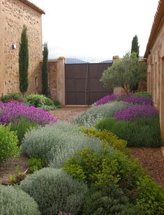 an image of a garden with purple flowers