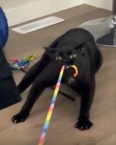 Gummy Worm, Funny Looking Cats, Hate Cats, Cat Meme, A Black Cat