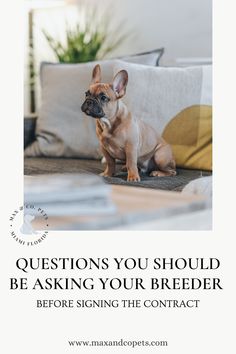 a dog sitting on the floor next to a couch with text that reads questions you should be asking your breeder before signing the contact