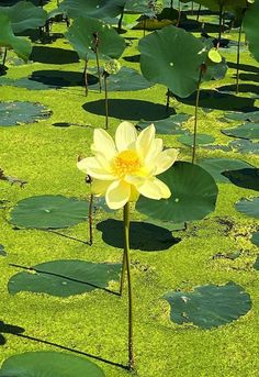 a large yellow flower sitting on top of a lush green field filled with water lilies