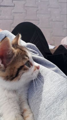 a cat that is laying down on someone's lap