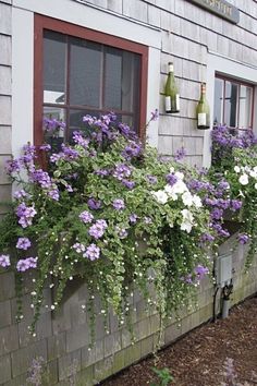 purple and white flowers are growing on the side of a house