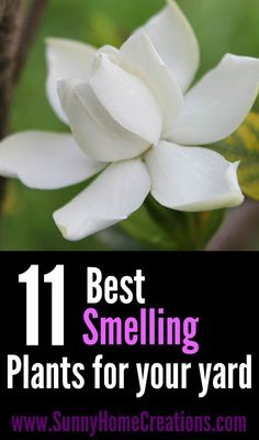 a white flower with the words best smelling plants for your yard on it's side