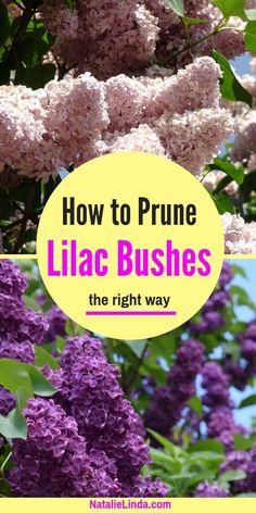 lila bush with text overlay how to prune lila bushes the right way