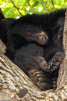 two black bears are sleeping in a tree with their heads on each other's shoulders