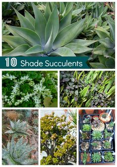 various types of plants with the words shade succulents