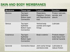 skin and body membranes chart with labels on the top, bottom, and bottom