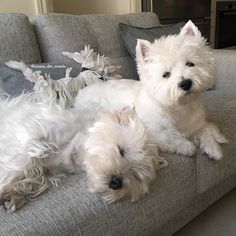 two small white dogs laying on top of a gray couch next to eachother