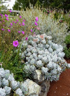 an assortment of succulents and other plants in a garden