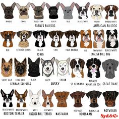 the different breeds of dogs are shown in this poster