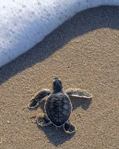 a baby turtle crawling on the sand at the beach