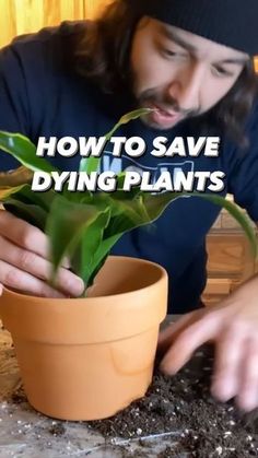 a man holding a potted plant with the words, how to save dying plants