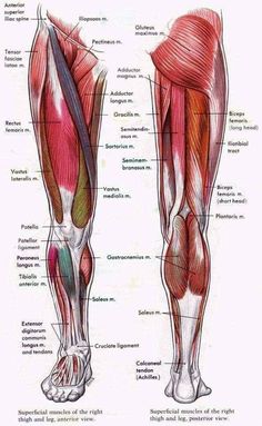 an image of the muscles and their corresponding parts