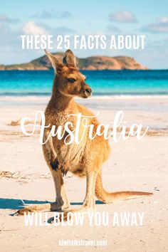 Bucket List Australia, Australia Activities, Facts About Australia, Australia Facts, Drop Bear, Trip Activities, Deadly Animals