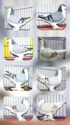 four different pictures of birds in a birdcage, one is grey and the other is white