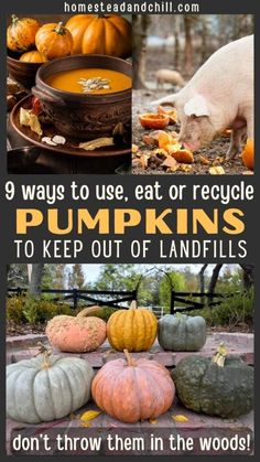 pumpkins and other vegetables with the words 9 ways to use eat or recycle pumpkins to keep out of landfills