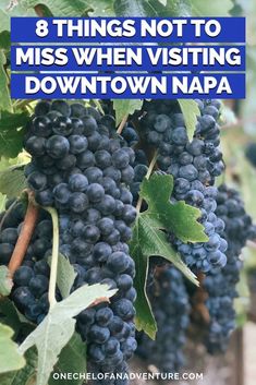 grapes growing on the vine with text overlay that reads 8 things not to miss when visiting downtown napa