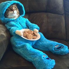 a cat sitting on a couch with a plate of cookies in it's lap