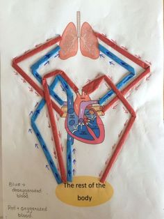 a piece of paper with an image of the heart and lungs on it that says, the rest of the body